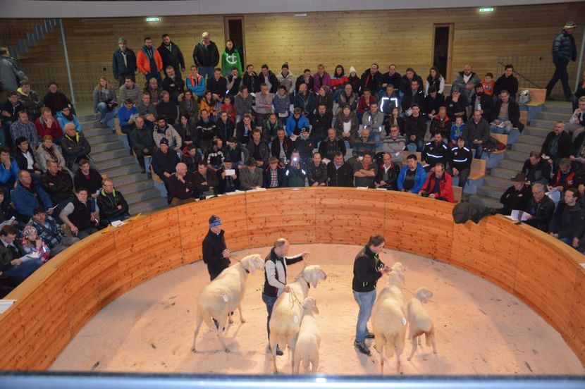 In fata juriului cu oile - Rase de oi si capre poze deosebite 14