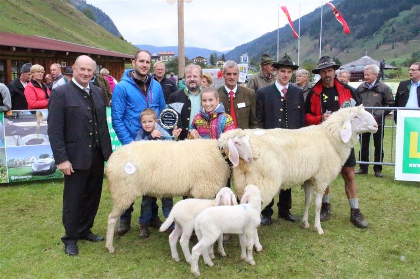 Oitele Bergschaf-nh7 - Rase de oi si capre poze deosebite 14
