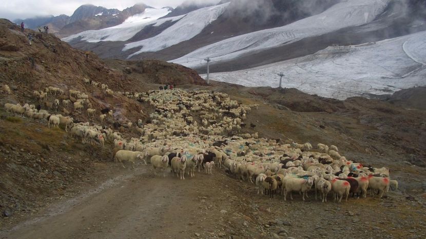 trecem munti cu oile-5h6 - Rase de oi si capre poze deosebite 14