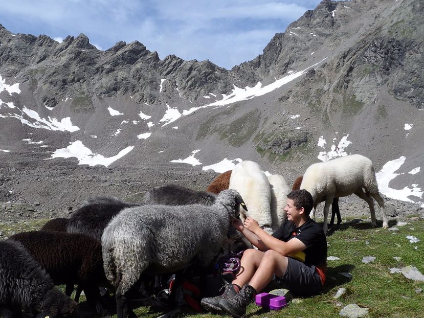 Turistul cu oile pe munte - Rase de oi si capre poze deosebite 14