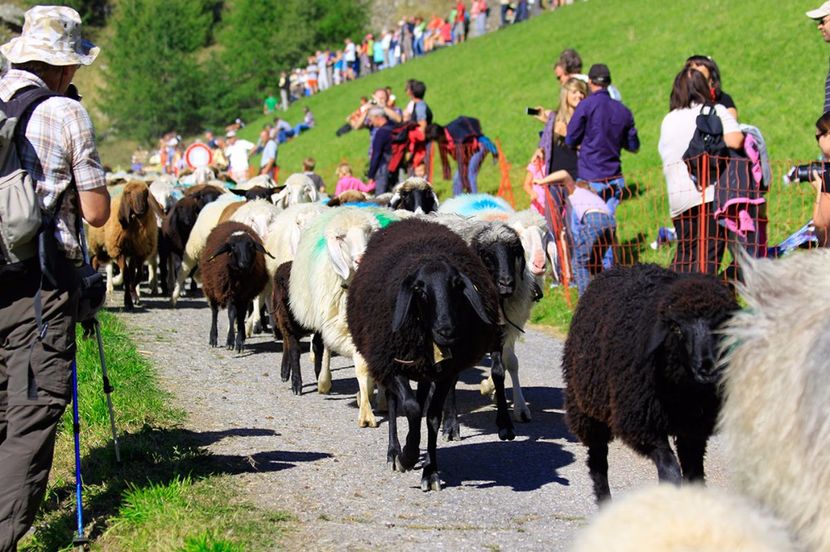 Vin si oitele-6h9 - Rase de oi si capre poze deosebite 14