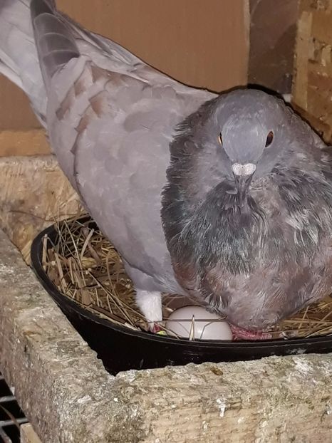 20170908_201315[1] - 2017_Tineret