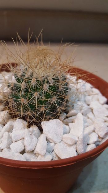  - Mammillaria rekoi ssp keptacantha