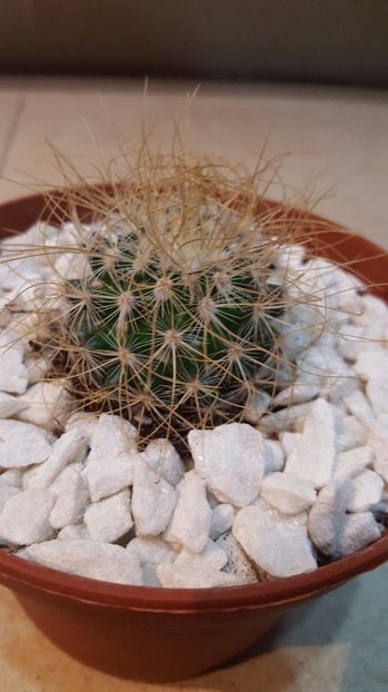  - Mammillaria rekoi ssp keptacantha