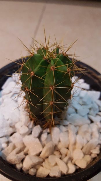  - Cactus 3 pilosocereus aurilanatus?