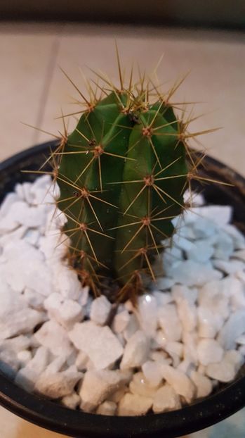  - Cactus 3 pilosocereus aurilanatus?