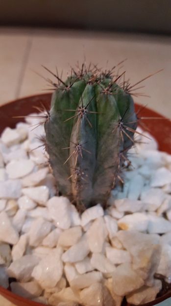  - Cactus 4