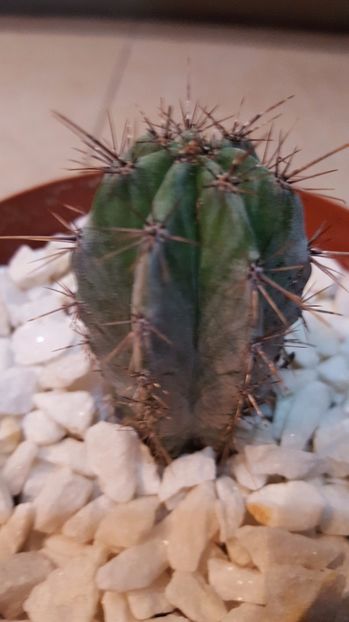  - Cactus 4