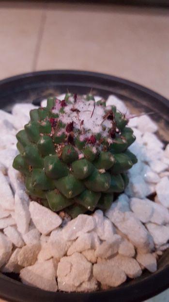  - Mammillaria polythele f inermis