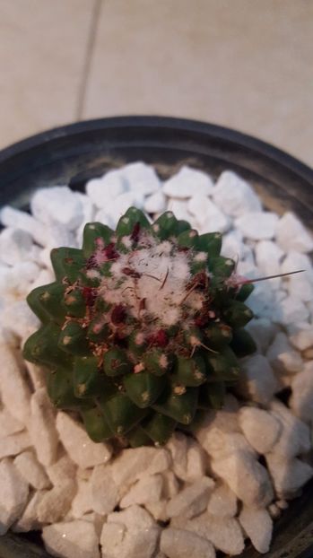  - Mammillaria polythele f inermis