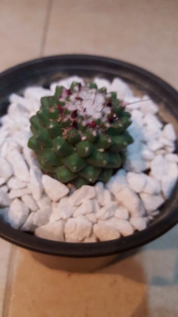  - Mammillaria polythele f inermis