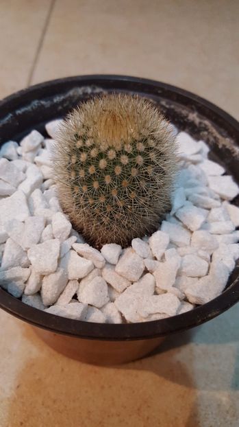  - Cactus 6