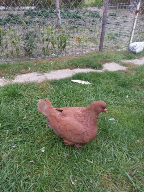 Mascul 2016 ungaria - Mondaini de vanzare