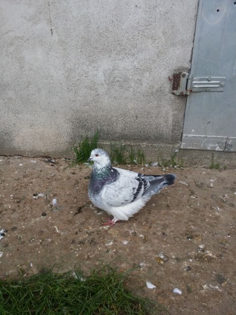 Femela 2016 - Mondaini de vanzare