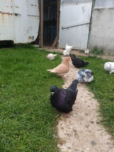 Mascul negru 2015 - Mondaini de vanzare