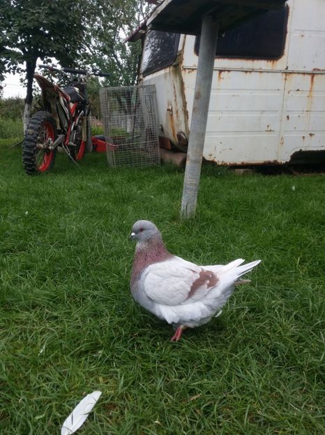 Mascul argintiu 2015 - Mondaini de vanzare