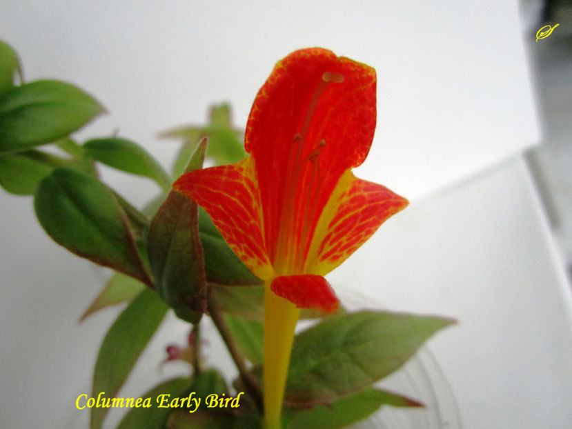 Columnea Early Bird(7-10-2017) - Columnee 2017