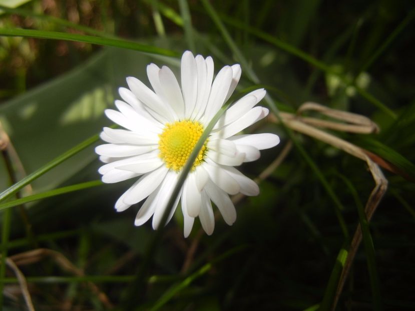 Bellis perennis (2017, April 23) - BELLIS Perennis