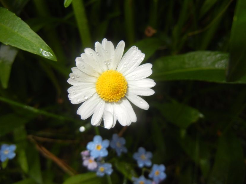 Bellis perennis (2017, April 28) - BELLIS Perennis