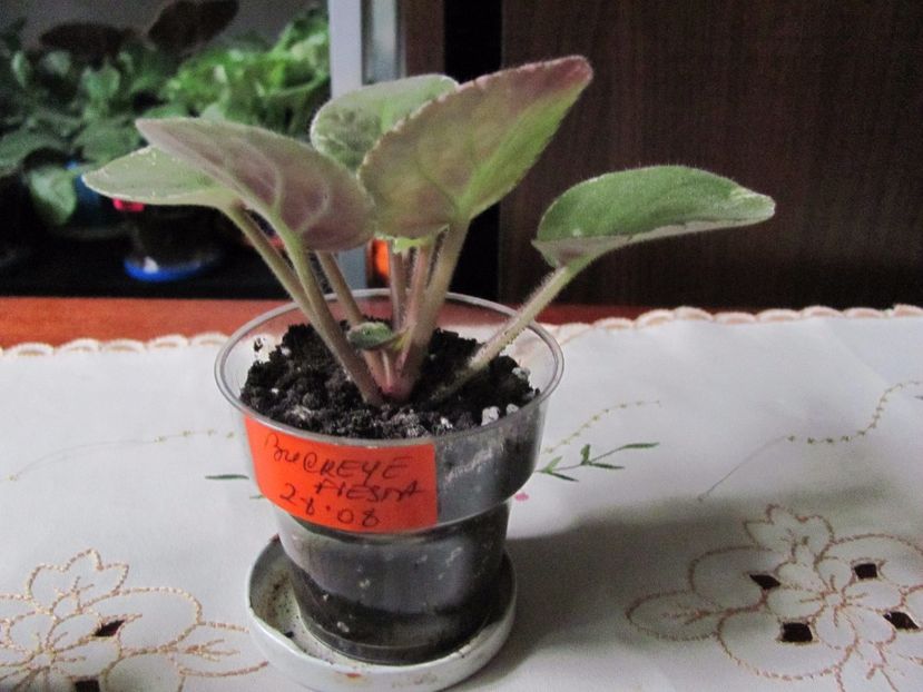  - ZZZZBuckeye Fiesta