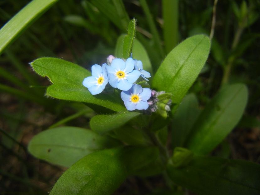 Myosotis alpestris (2017, April 04) - MYOSOTIS Alpestris