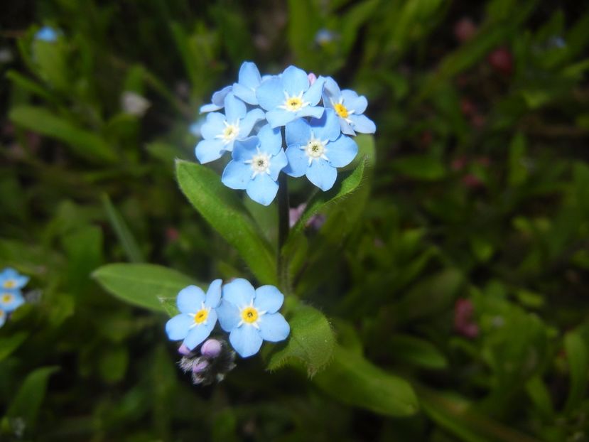 Myosotis alpestris (2017, April 05) - MYOSOTIS Alpestris
