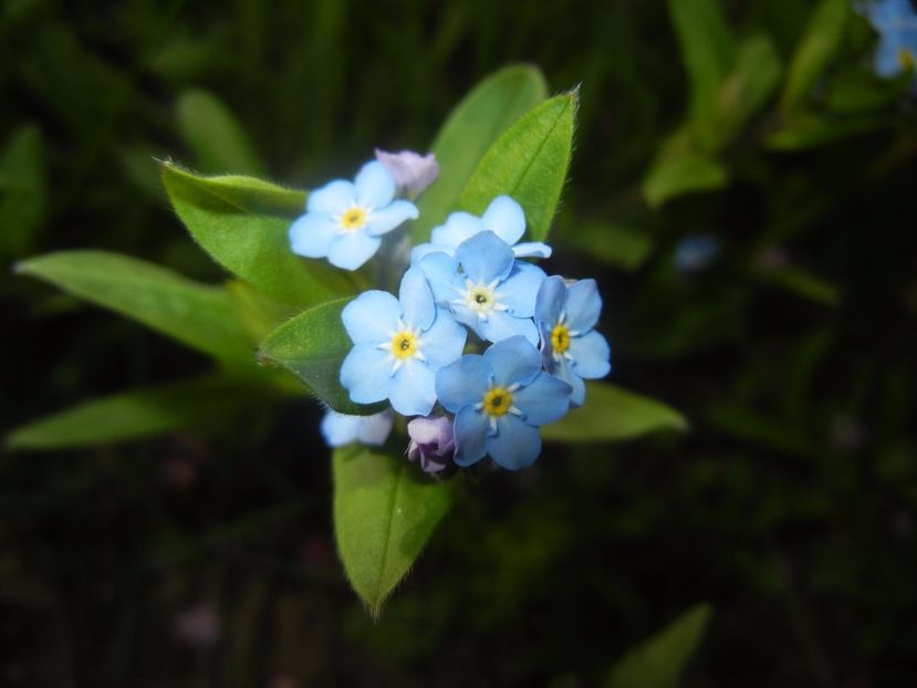 Myosotis alpestris (2017, April 05) - MYOSOTIS Alpestris