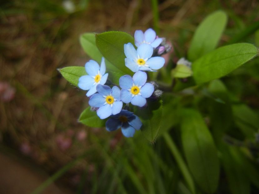 Myosotis alpestris (2017, April 08) - MYOSOTIS Alpestris