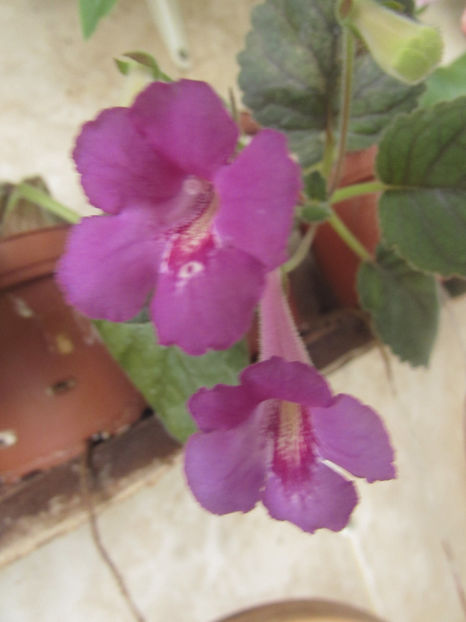 SRG’s Blue Diamond - Siningii