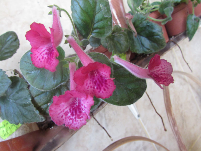 SRGs Red Eruption - Siningii