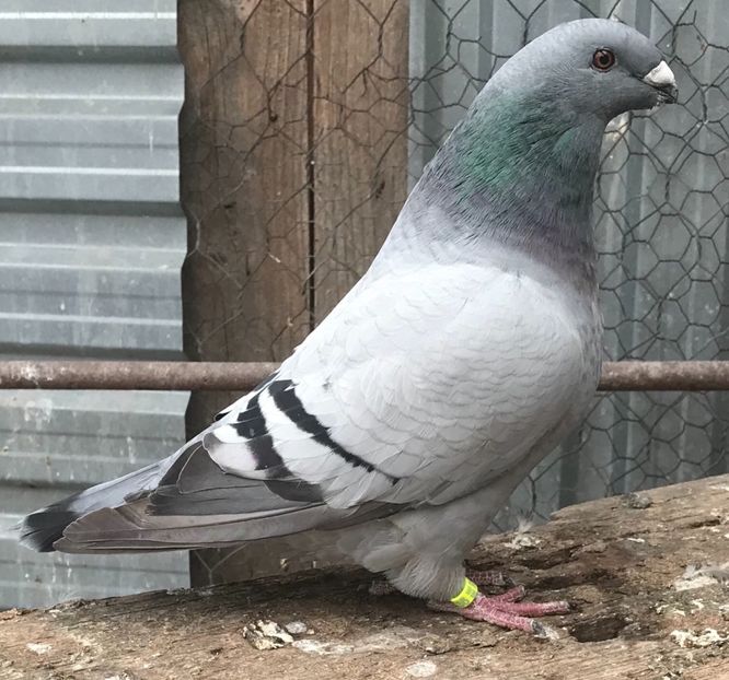 2B1053DA-4702-40BB-911B-B3636013567B - Tineret 2017