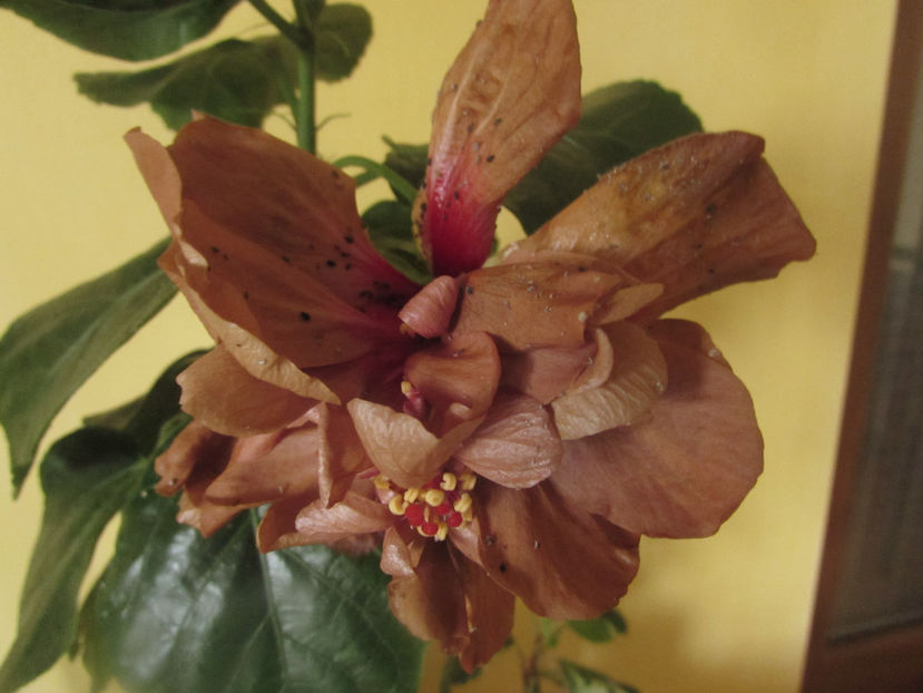 - Hibiscus 2017
