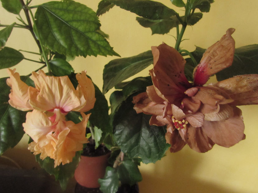  - Hibiscus 2017