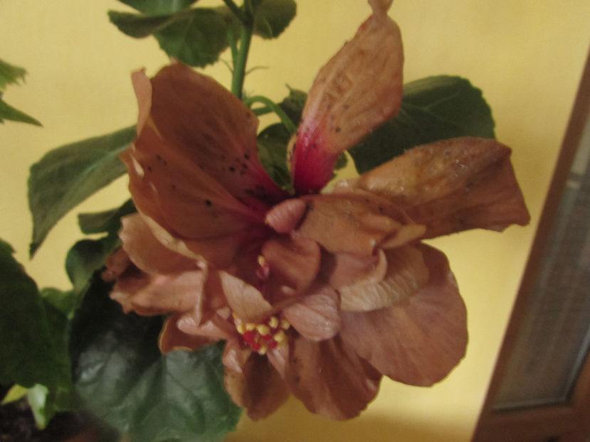  - Hibiscus 2017