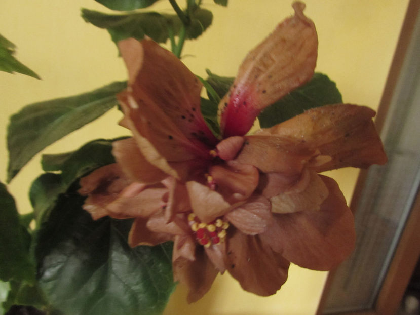  - Hibiscus 2017