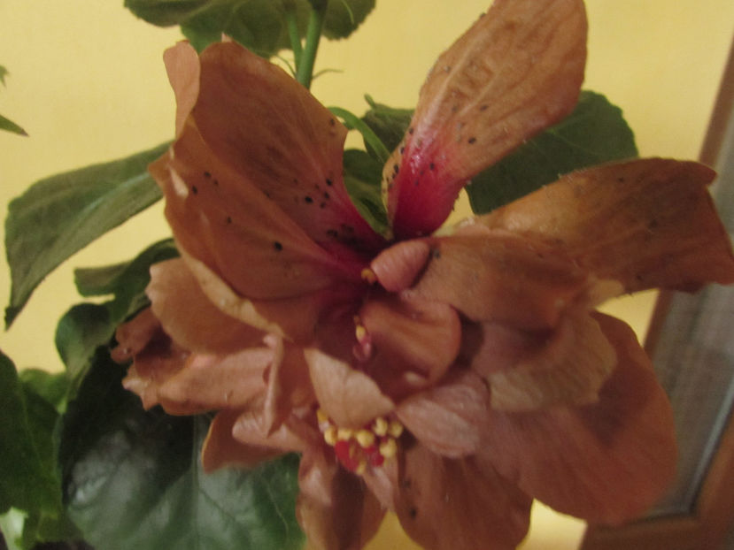 Brandon Straton - Hibiscus 2017