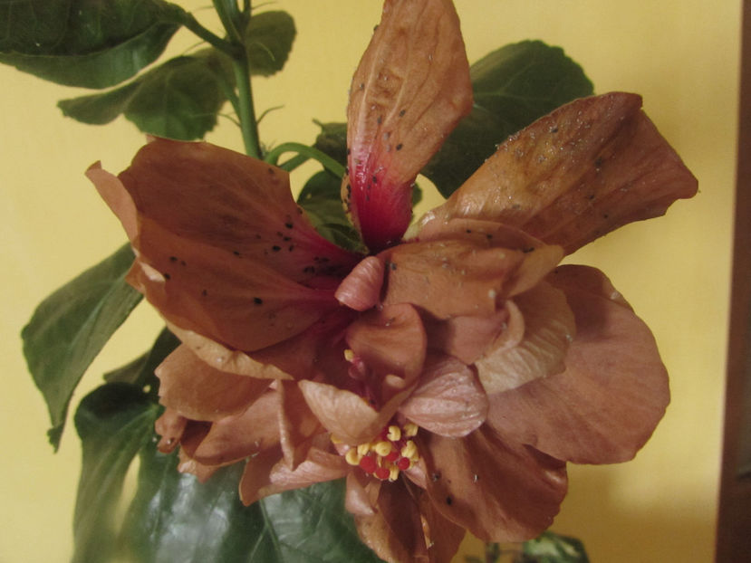  - Hibiscus 2017