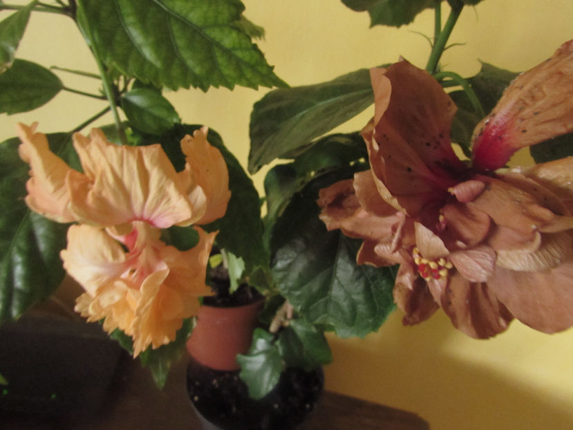  - Hibiscus 2017