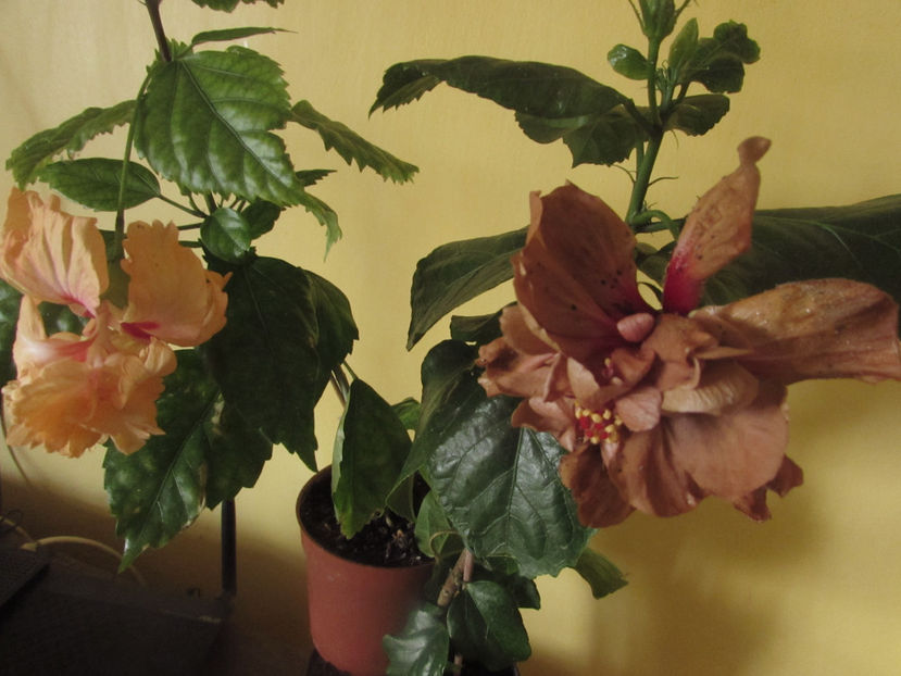  - Hibiscus 2017