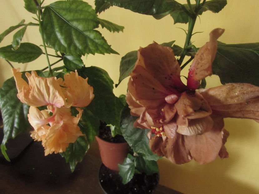  - Hibiscus 2017