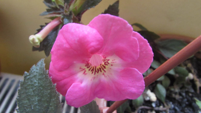 Apple Bloosoom - Achimenes