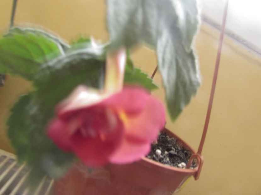 Serge Saliba - Achimenes