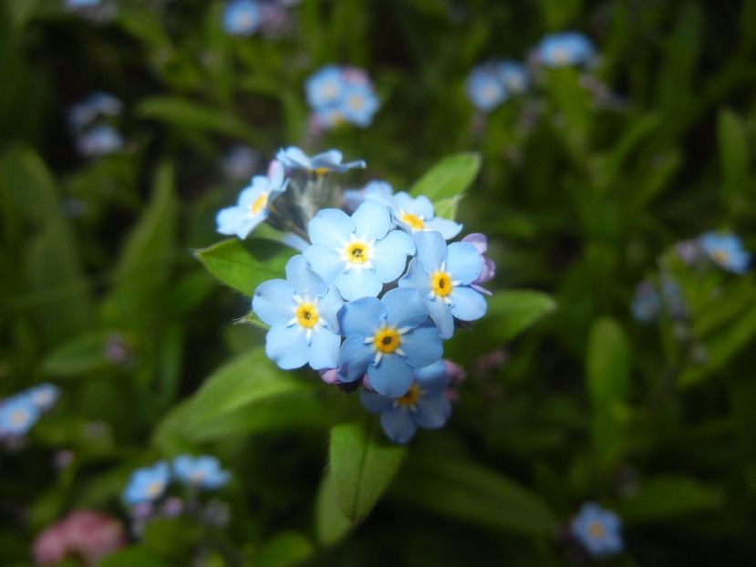 Myosotis alpestris (2017, April 08) - MYOSOTIS Alpestris