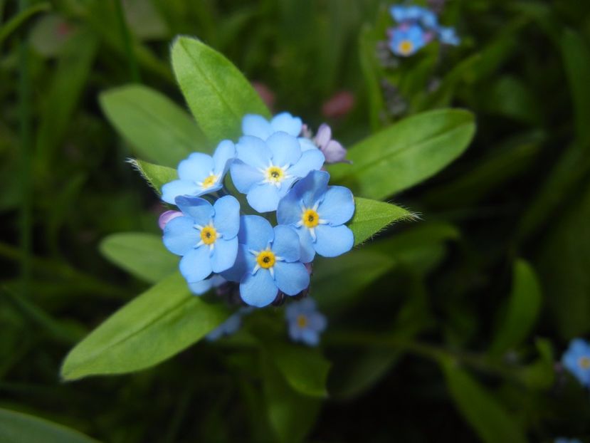 Myosotis alpestris (2017, April 08) - MYOSOTIS Alpestris