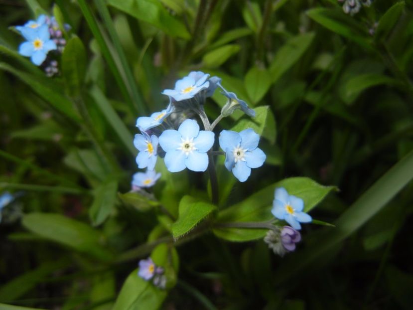 Myosotis alpestris (2017, April 08) - MYOSOTIS Alpestris