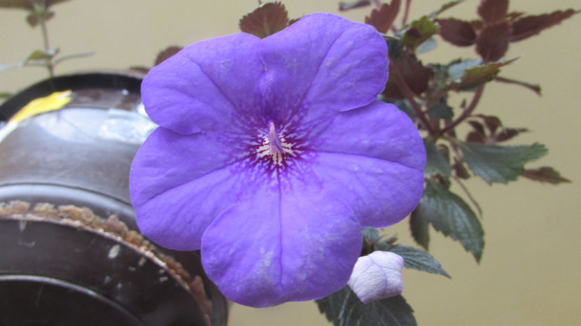 - Achimenes
