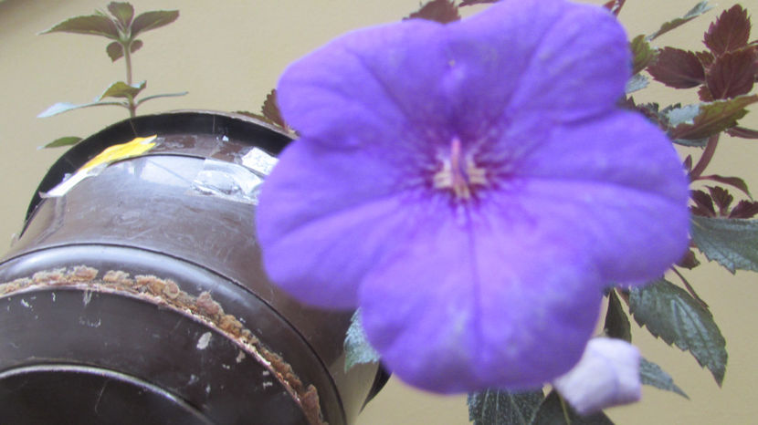Forget Me Not - Achimenes