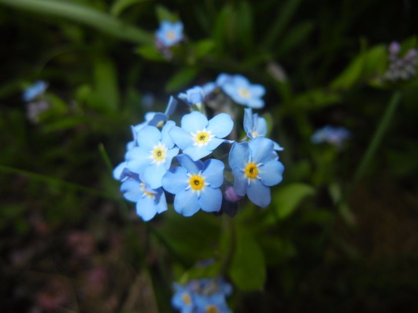 Myosotis alpestris (2017, April 08) - MYOSOTIS Alpestris