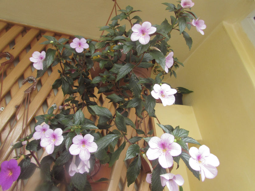  - Achimenes