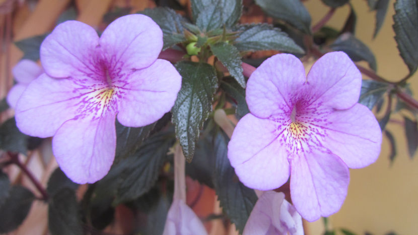 Dot - Achimenes
